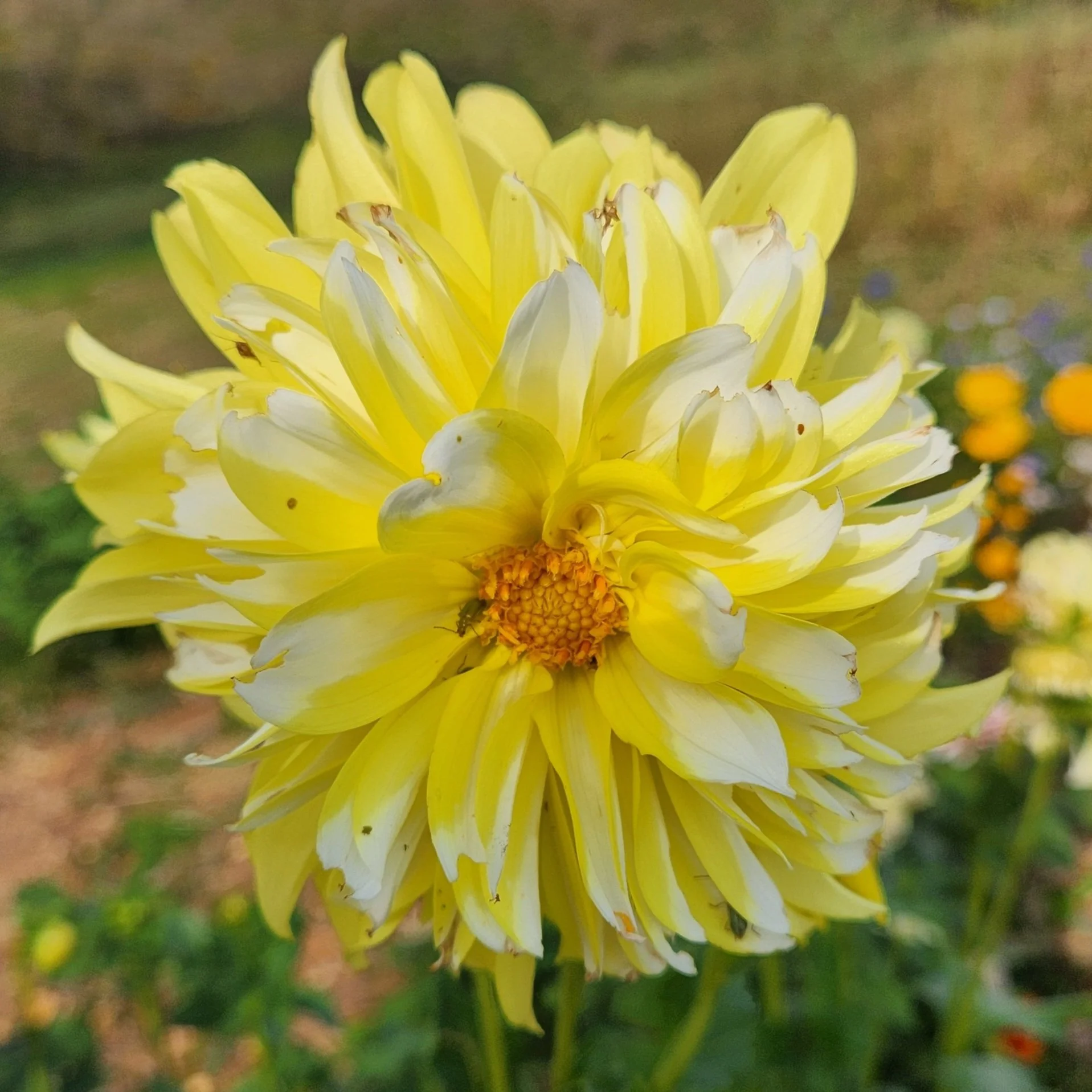 Hollyhill Lemon Ice Dahlia Tuber — Heartland Blooms-n-Berry Farm